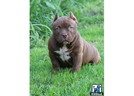 a small brown american bully dog